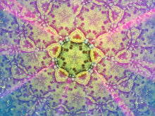 Chameleon Teleidoscope